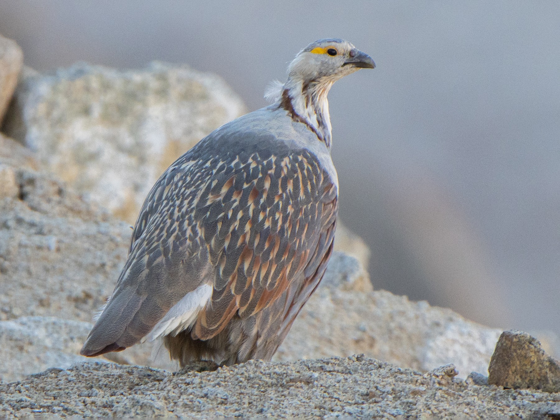 Himalayan Snowcock - Madhav Murthy