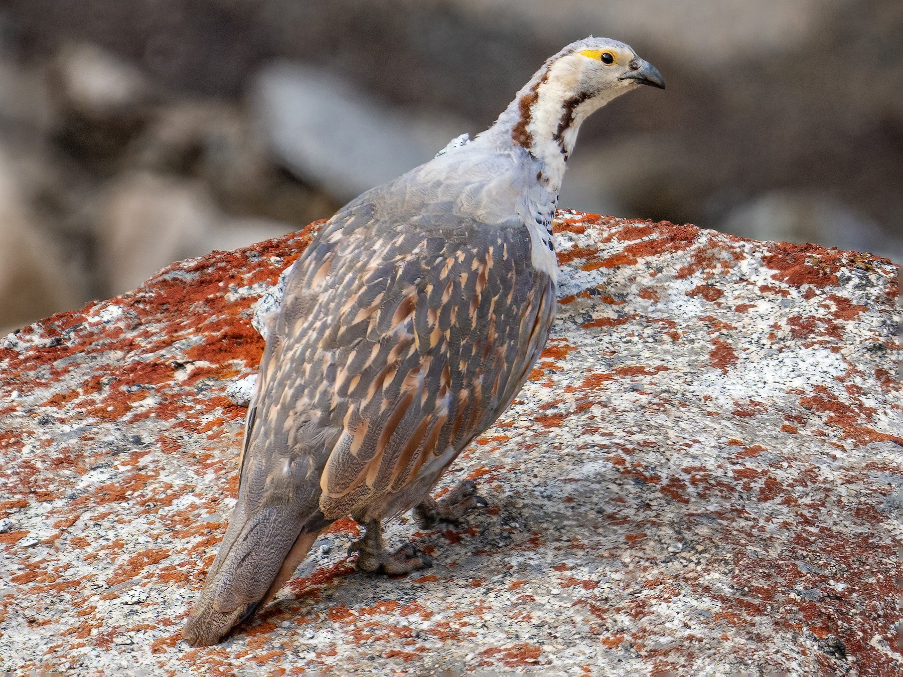 Himalayan Snowcock - eBird