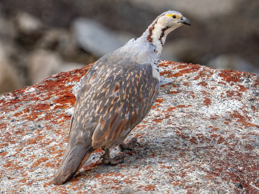 Perdigallo Himalayo Ebird