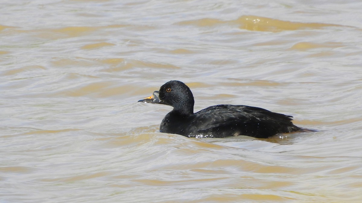 Common Scoter - Andy  Woodward