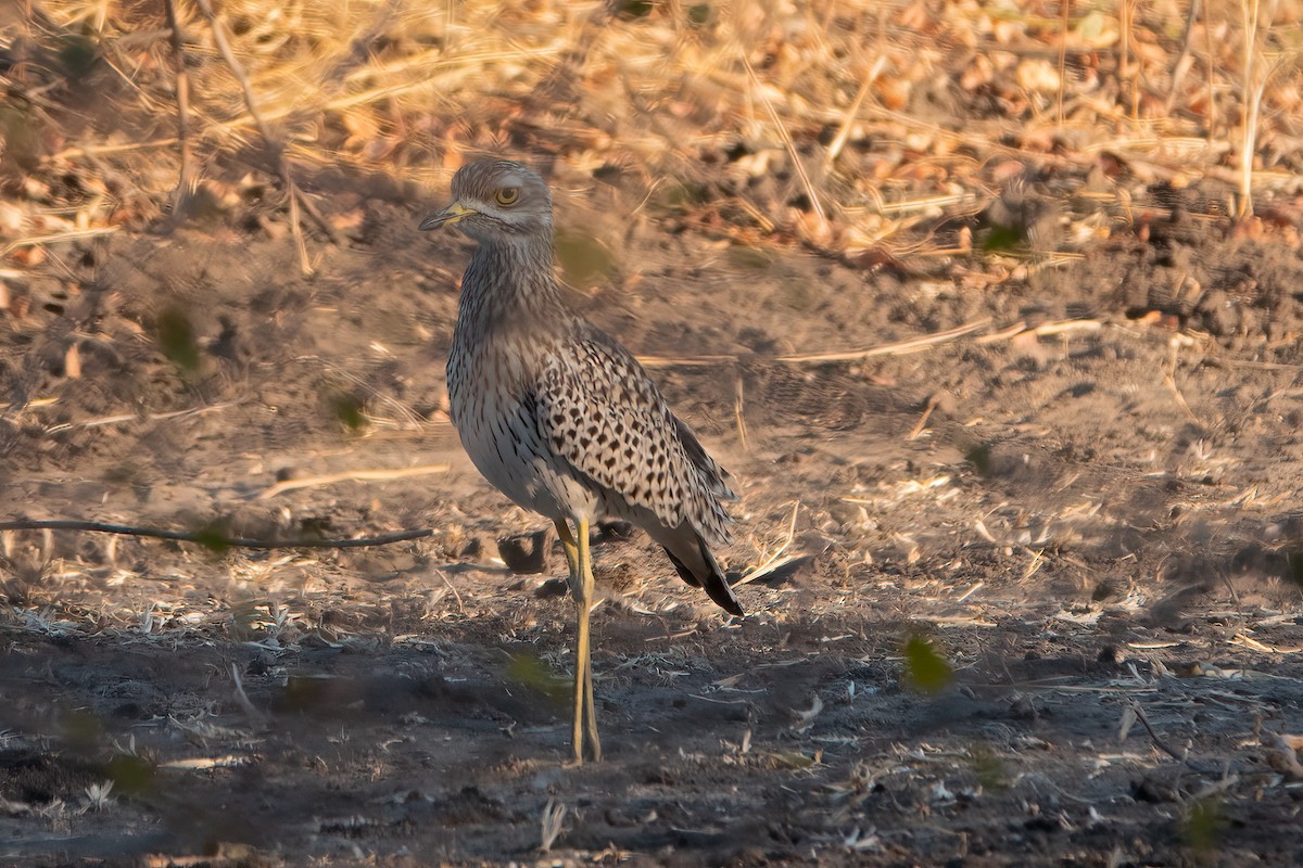 Spotted Thick-knee - ML601260671