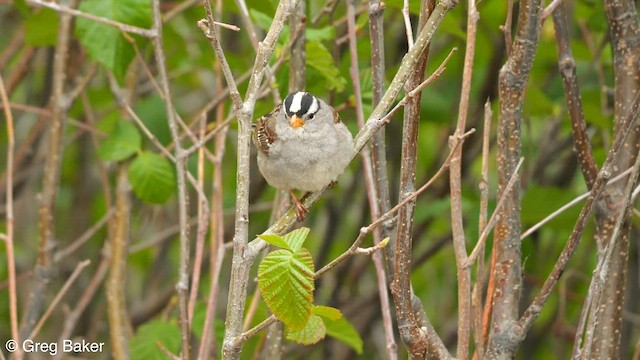 White-crowned Sparrow (Gambel's) - ML601264361