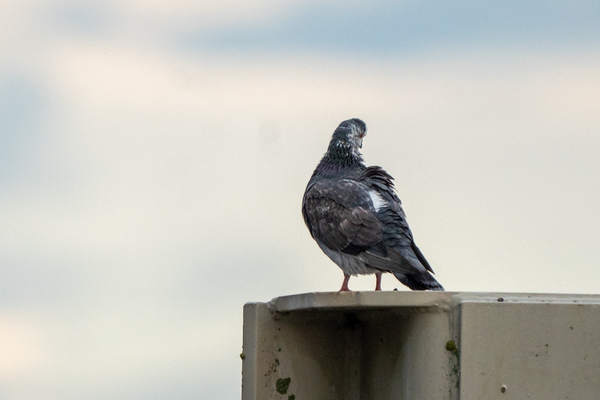 Rock Pigeon (Feral Pigeon) - ML601266781