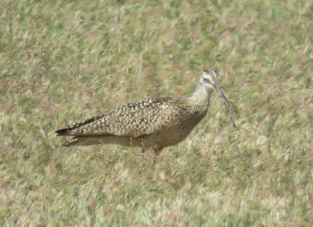 Long-billed Curlew - Barb Thomascall