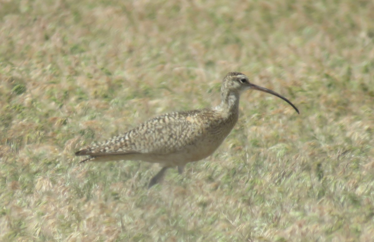Long-billed Curlew - Barb Thomascall