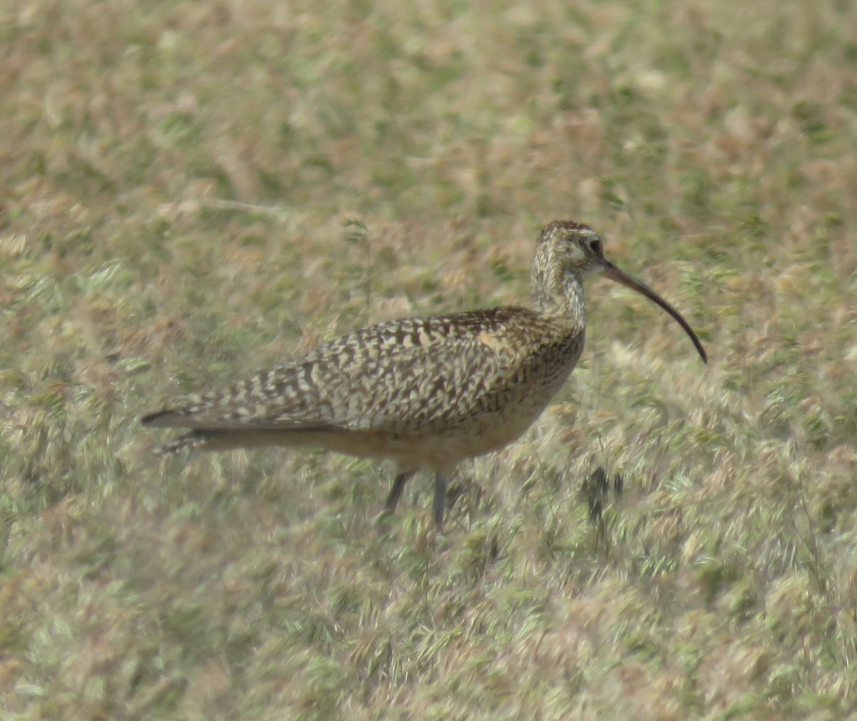 Long-billed Curlew - ML601269391