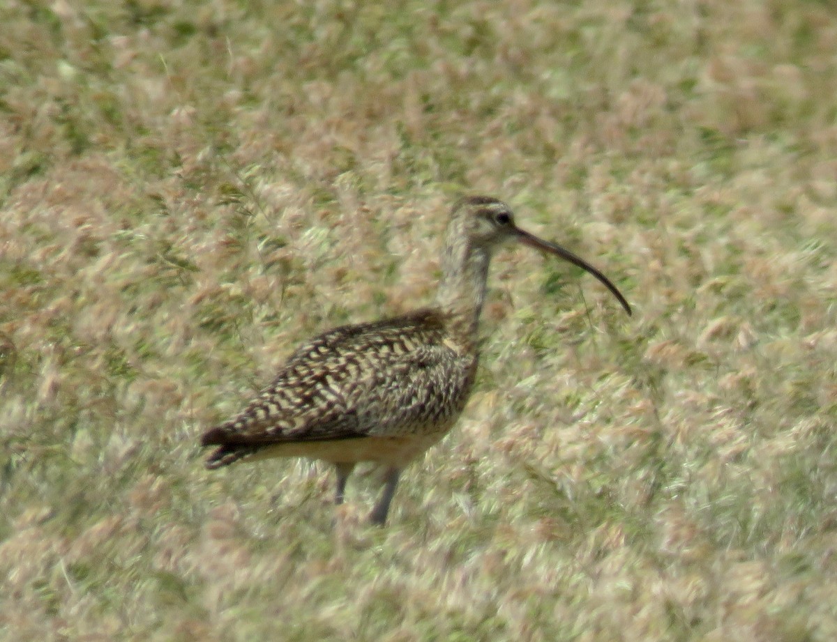 Long-billed Curlew - ML601269401