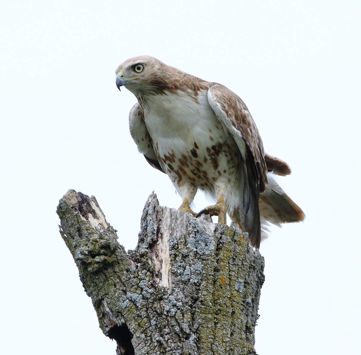 Red-tailed Hawk - David Bird