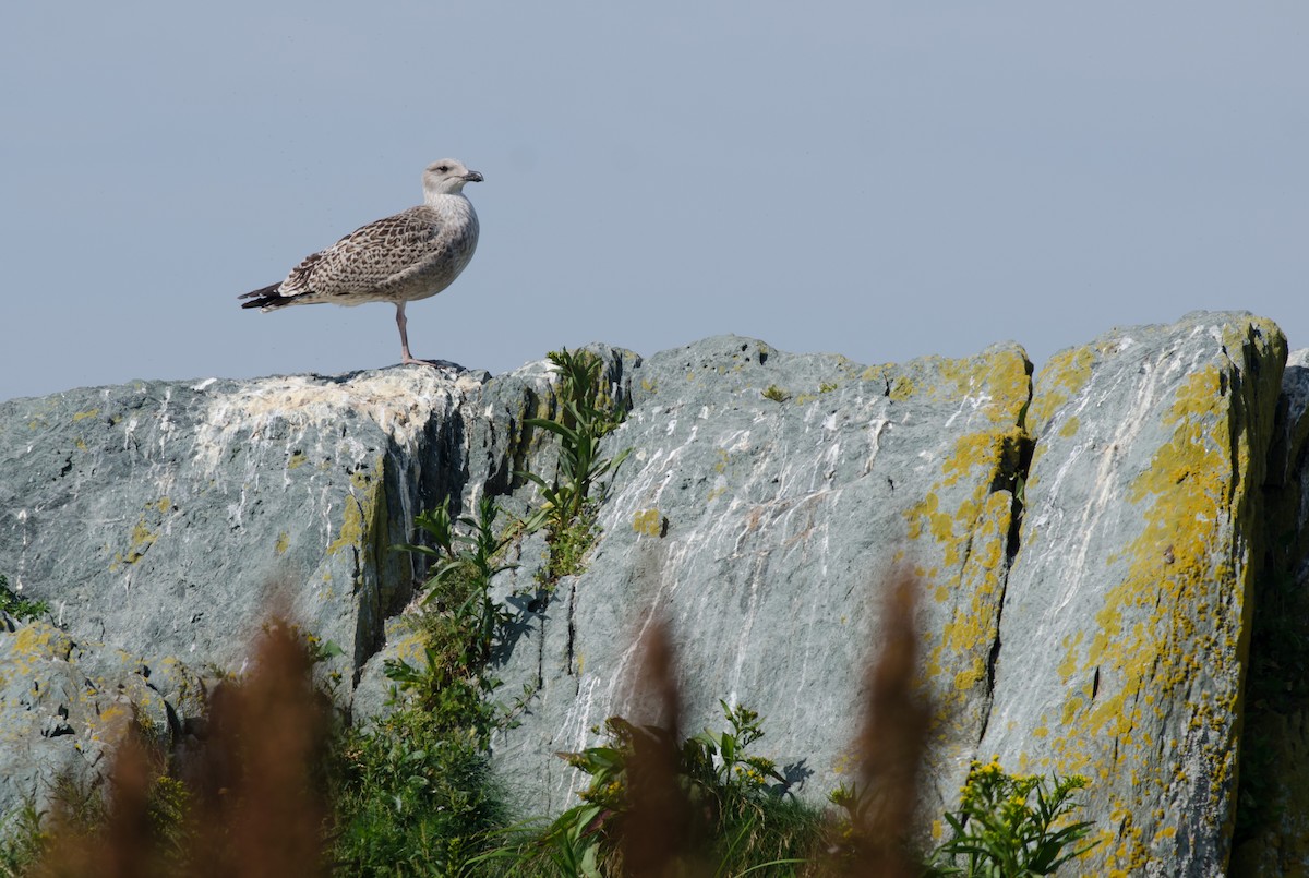 Great Black-backed Gull - Alix d'Entremont
