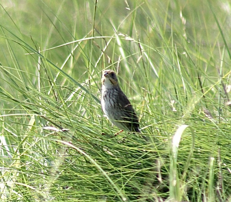 Saltmarsh Sparrow - ML601281441