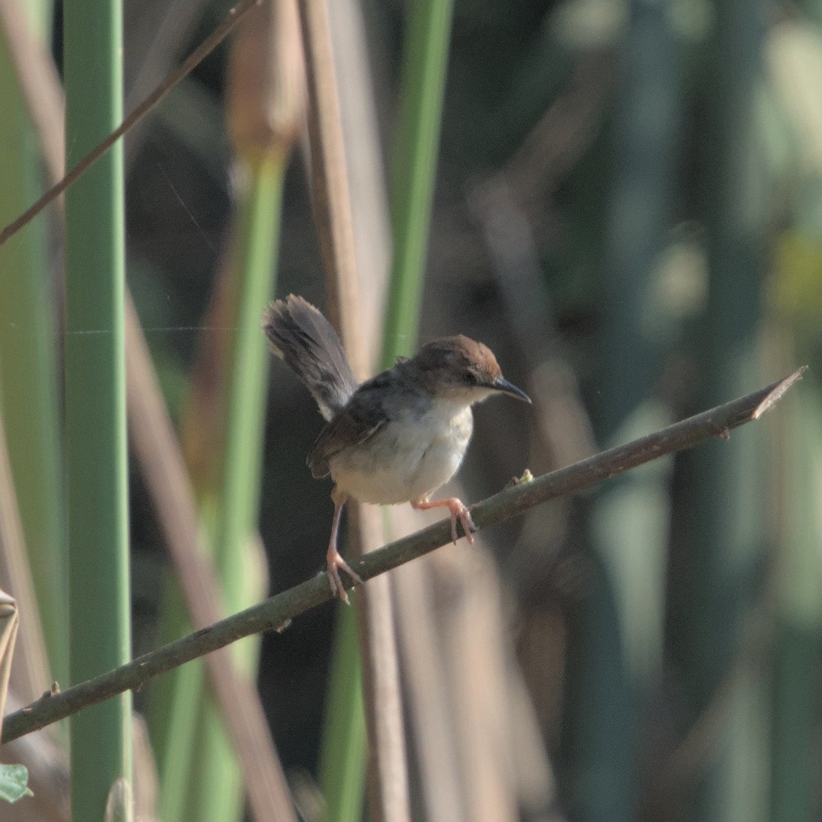 Carruthers's Cisticola - ML601281691
