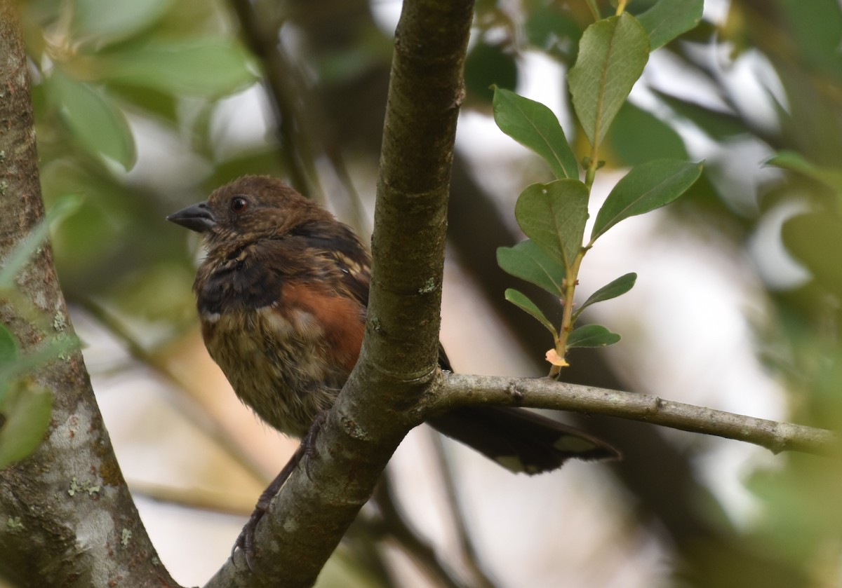 Spotted Towhee - ML601285671