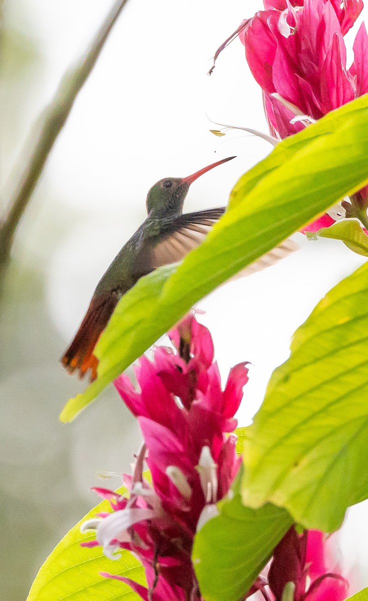 Rufous-tailed Hummingbird - Beatriz Hernandez