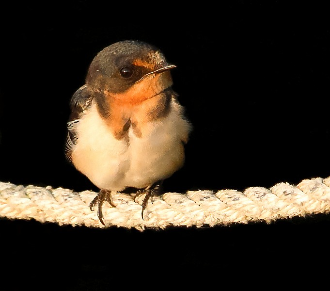 Barn Swallow (American) - ML601294721