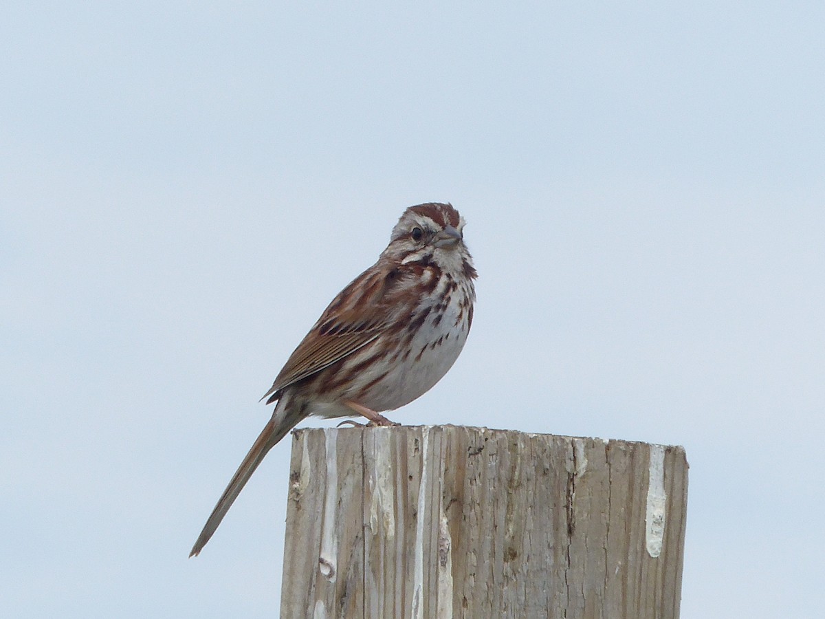 Song Sparrow - Jim Law