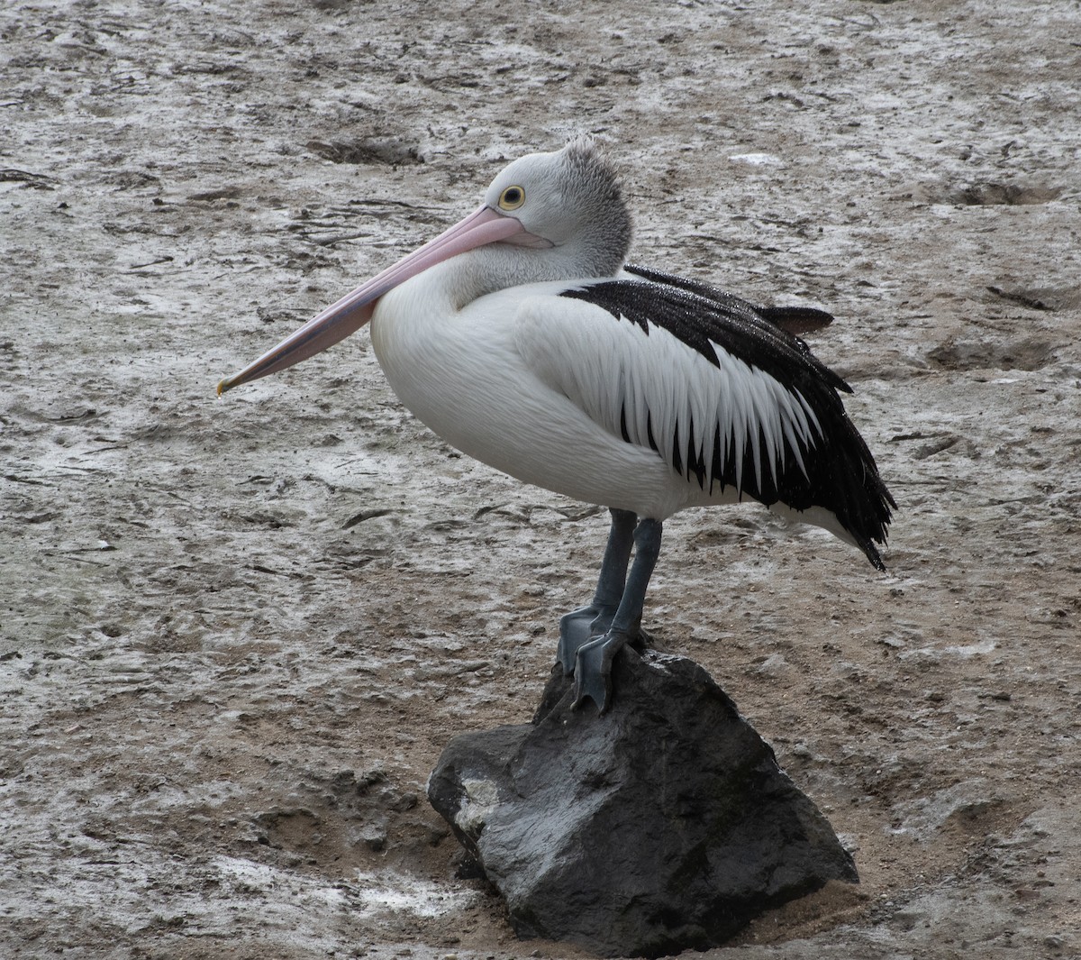 pelikán australský - ML601297551