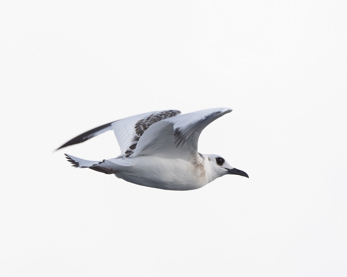 Swallow-tailed Gull - ML601298491