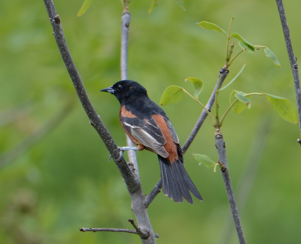 Orchard Oriole - ML60130151