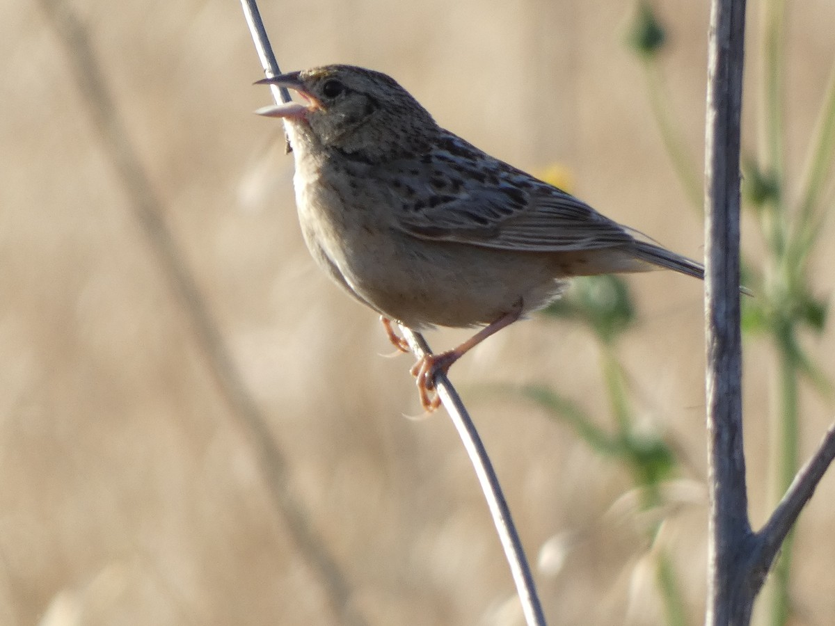 Grasshopper Sparrow - ML601302861