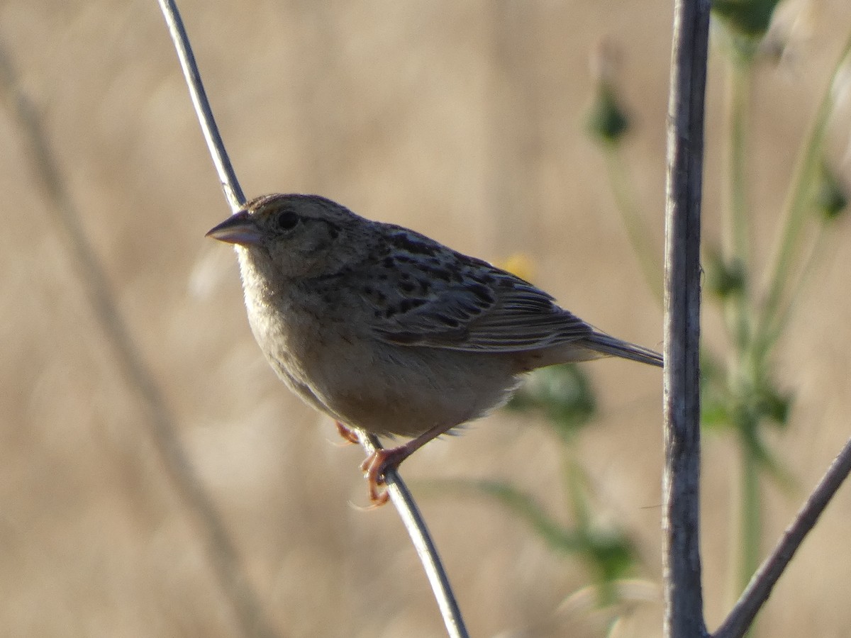 Grasshopper Sparrow - ML601302871