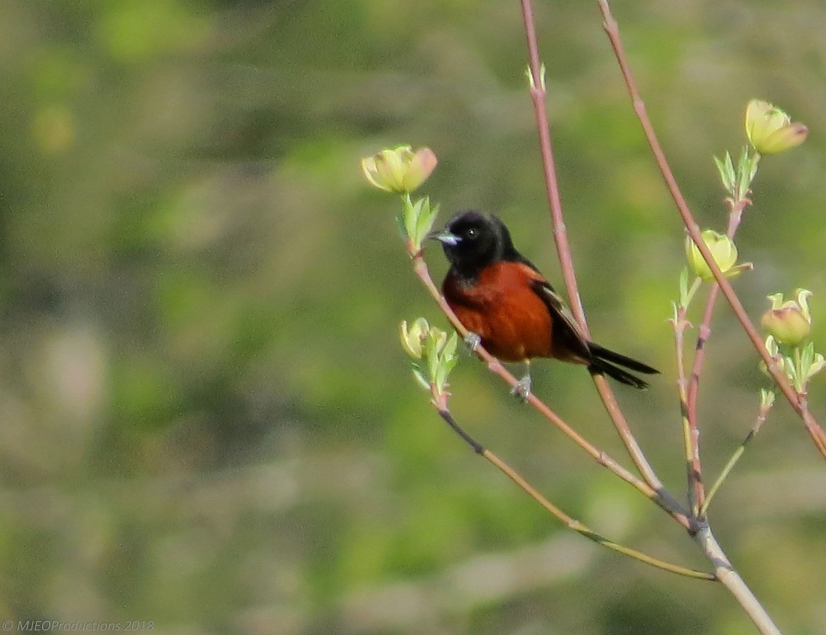 Orchard Oriole - ML601304151