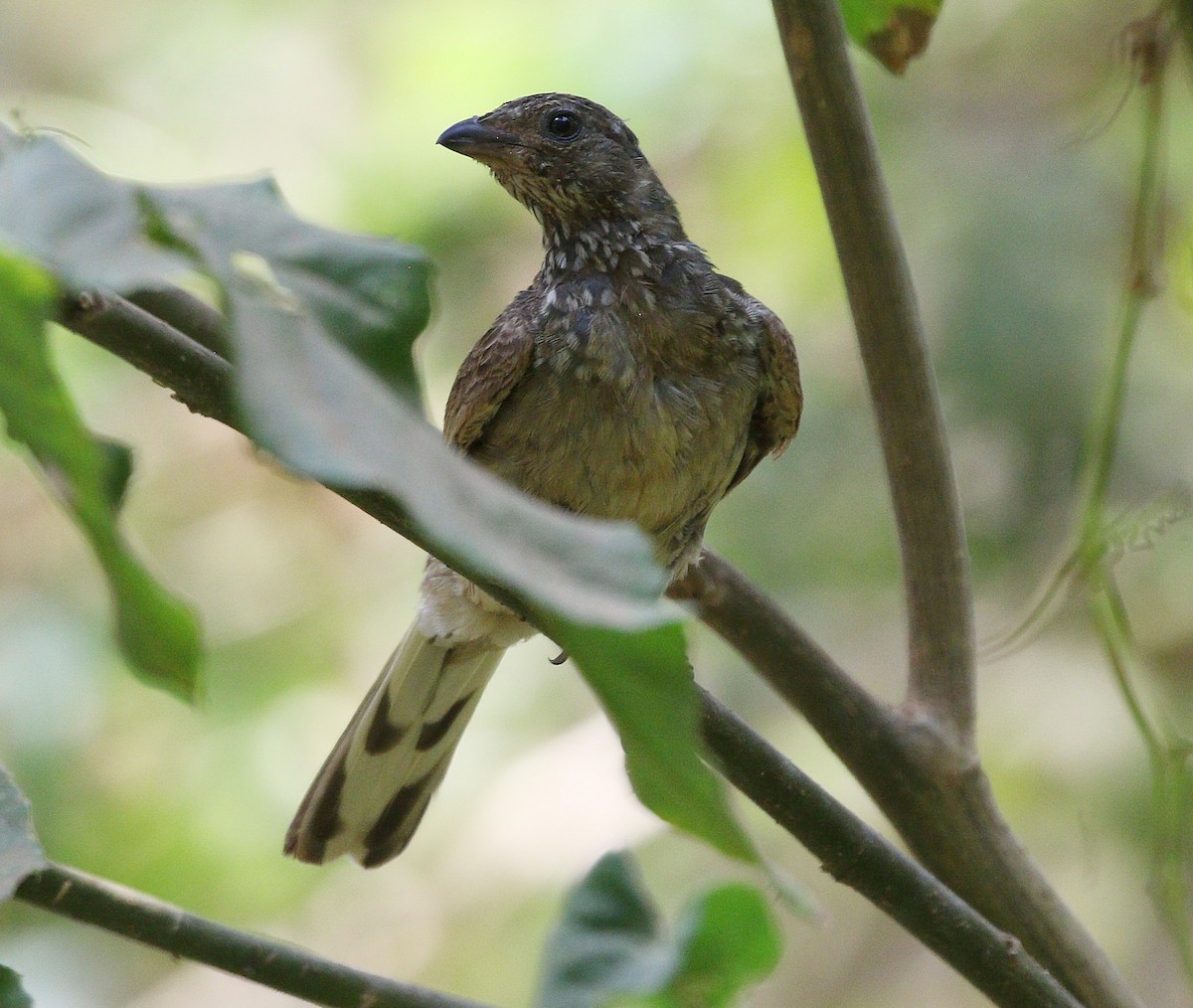 Scaly-throated Honeyguide - Michael Blust