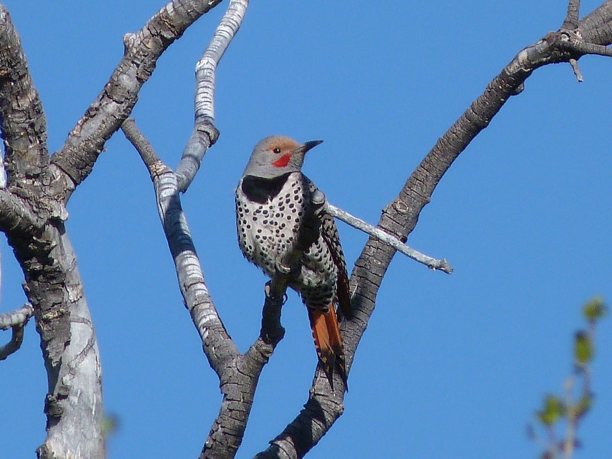 Northern Flicker (Red-shafted) - ML60130531