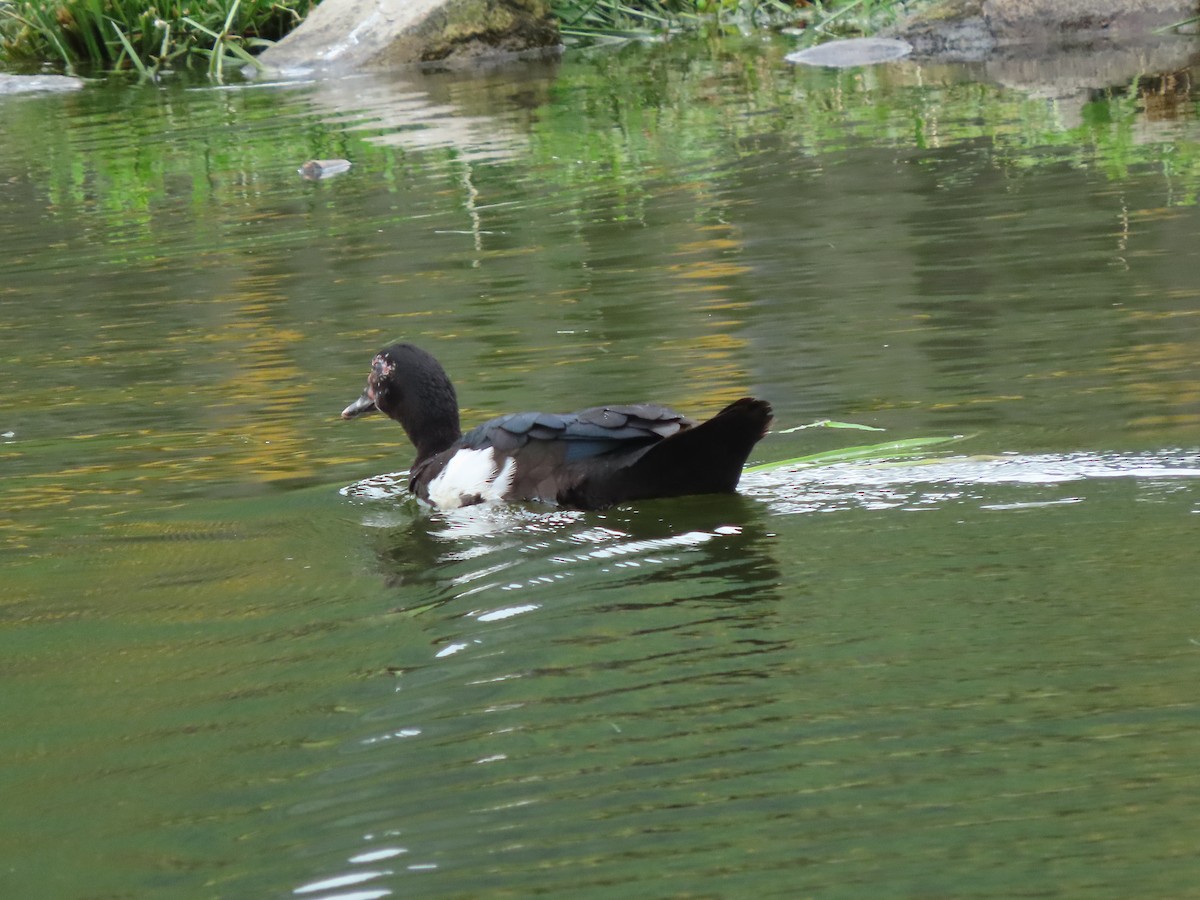 Muscovy Duck (Domestic type) - ML601306101