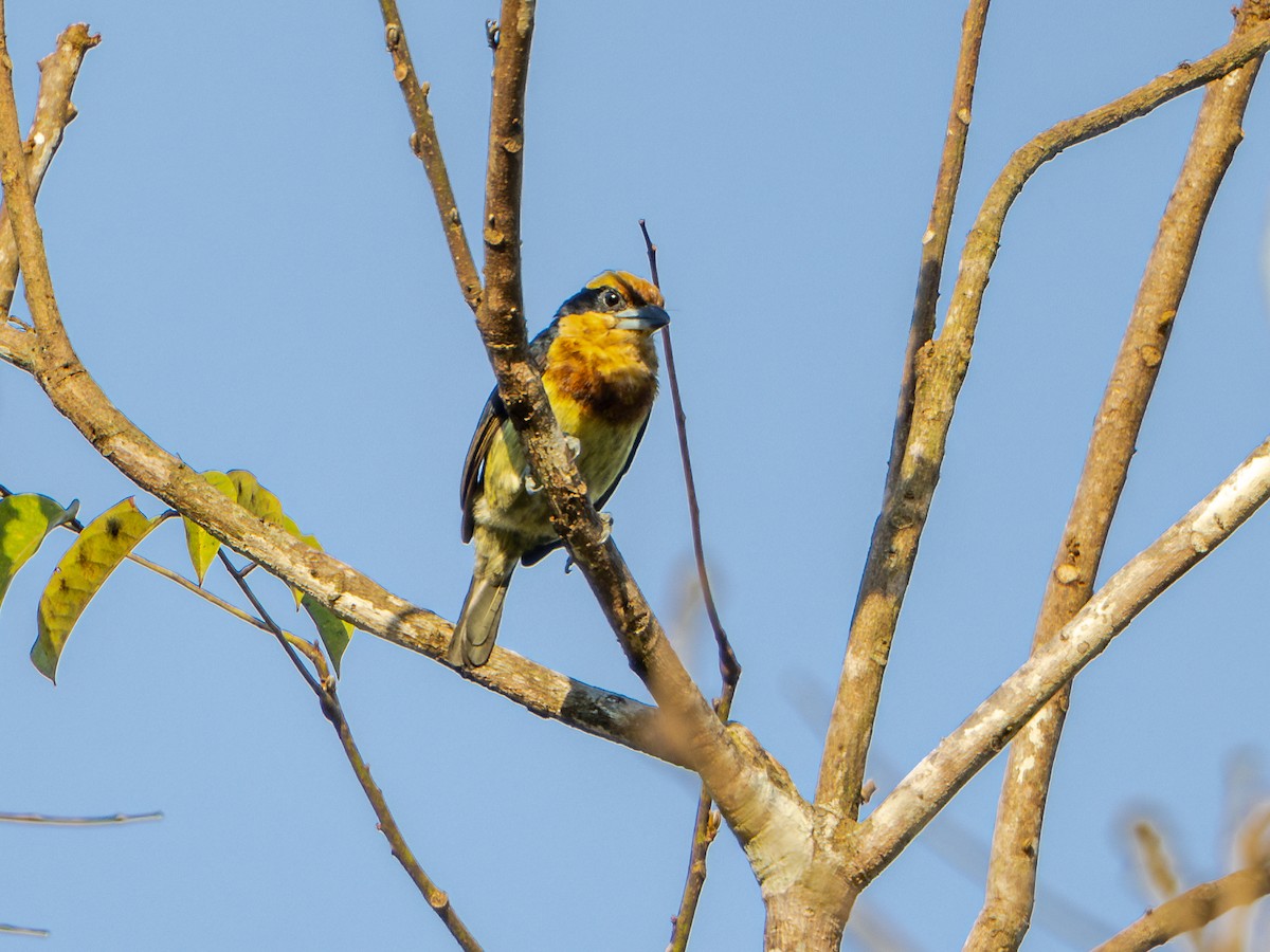 Brown-chested Barbet - ML601306491