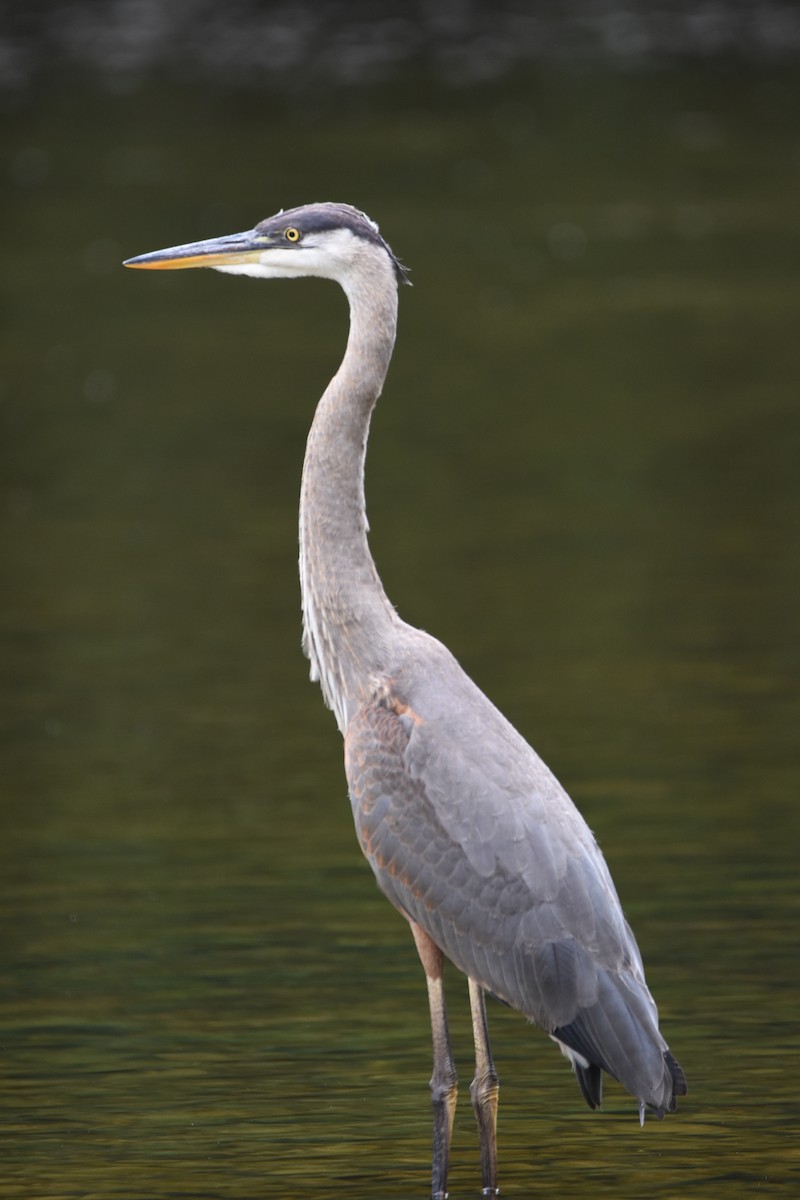 Great Blue Heron - Marc Dearmey