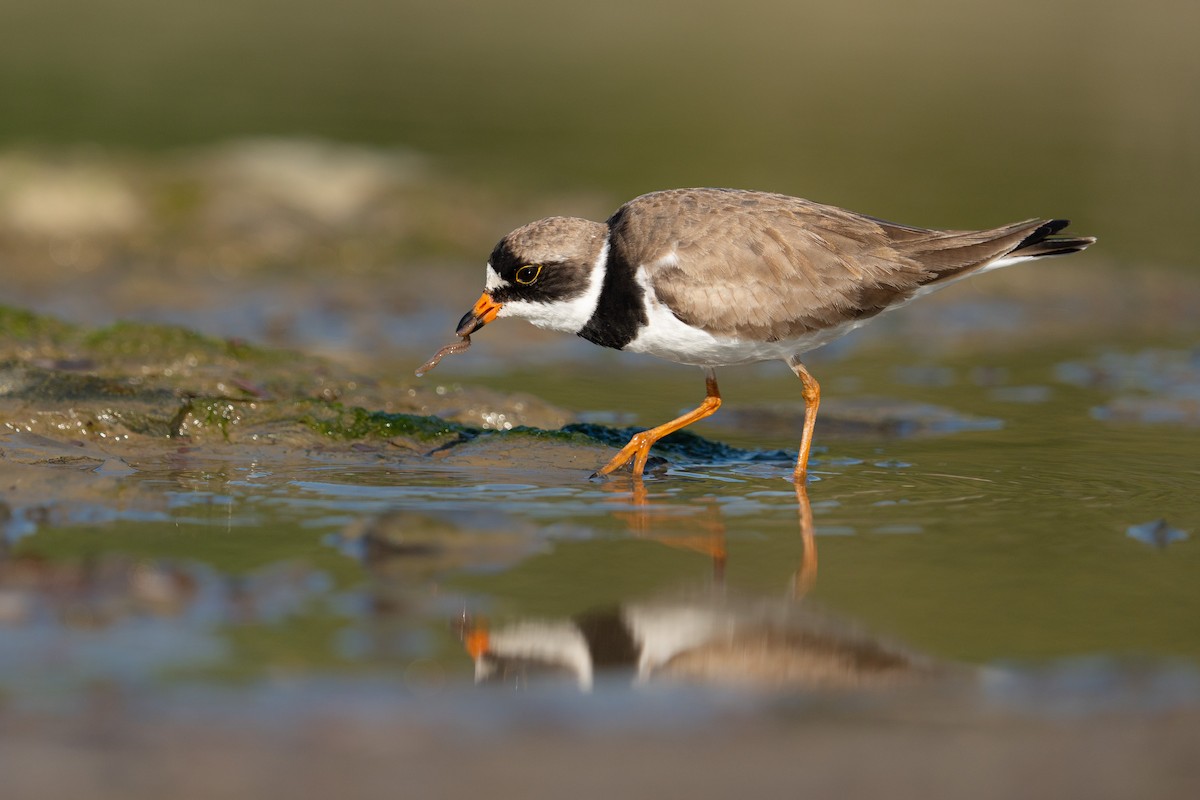 Semipalmated Plover - ML601309061