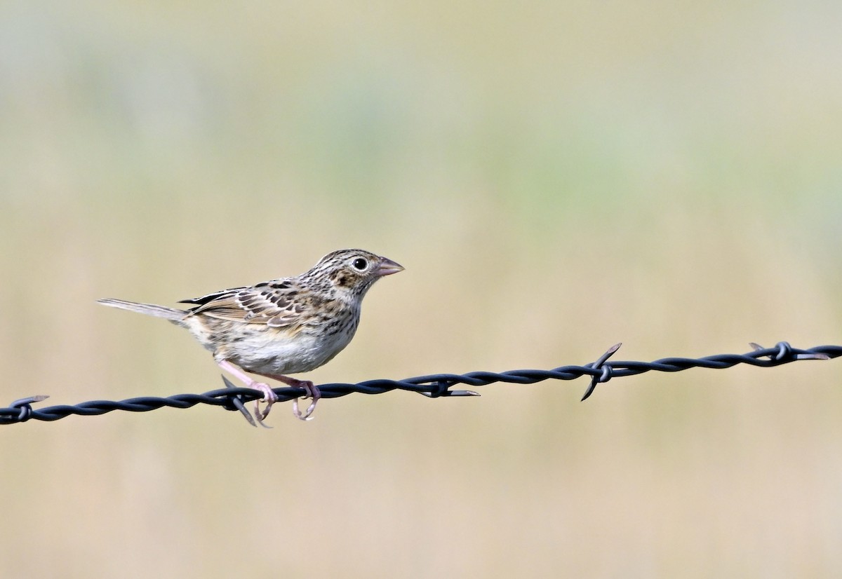 Grasshopper Sparrow - ML601310691
