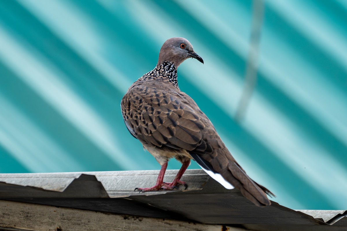 Spotted Dove - ML601313411