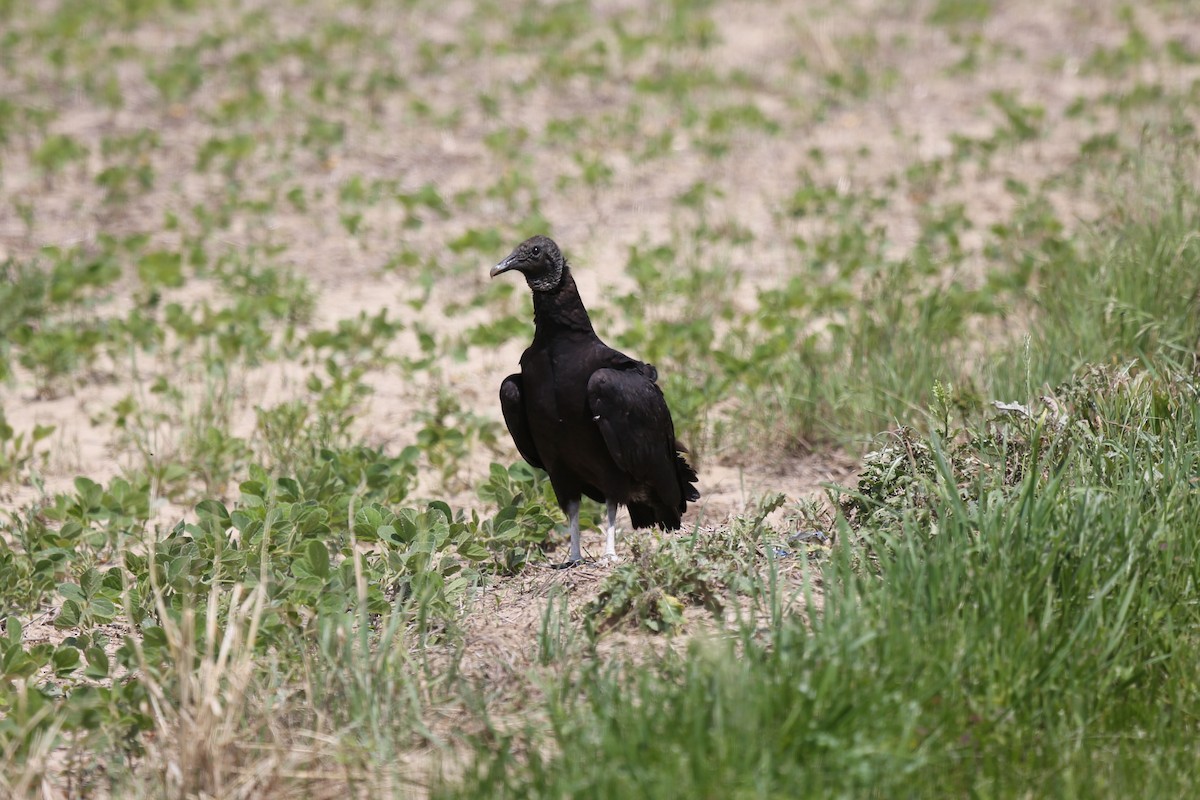 Black Vulture - ML60131391