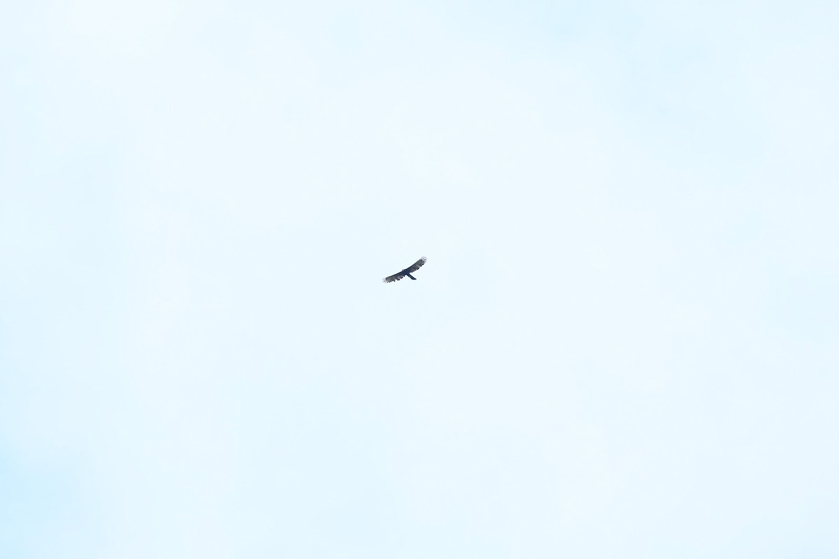 Чёрный хохлатый орёл - ML601314711