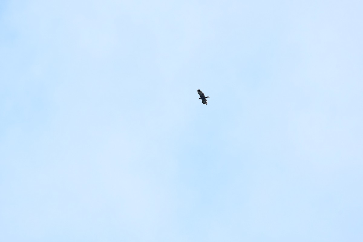 Чёрный хохлатый орёл - ML601314721
