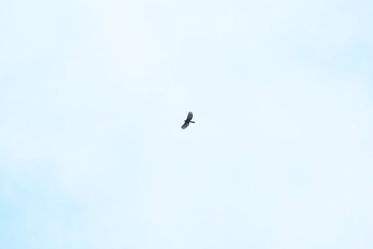 Чёрный хохлатый орёл - ML601314731