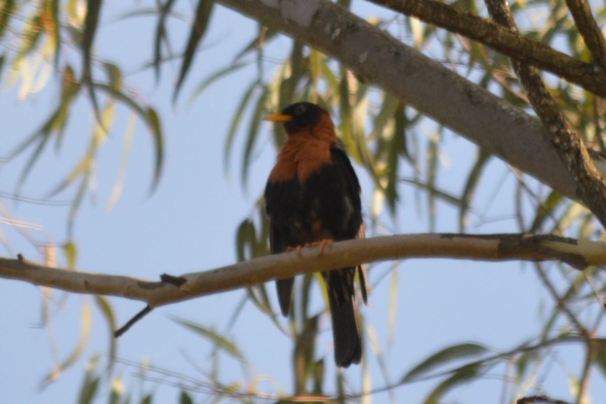 Rufous-collared Robin - Carlos Mancera (Tuxtla Birding Club)