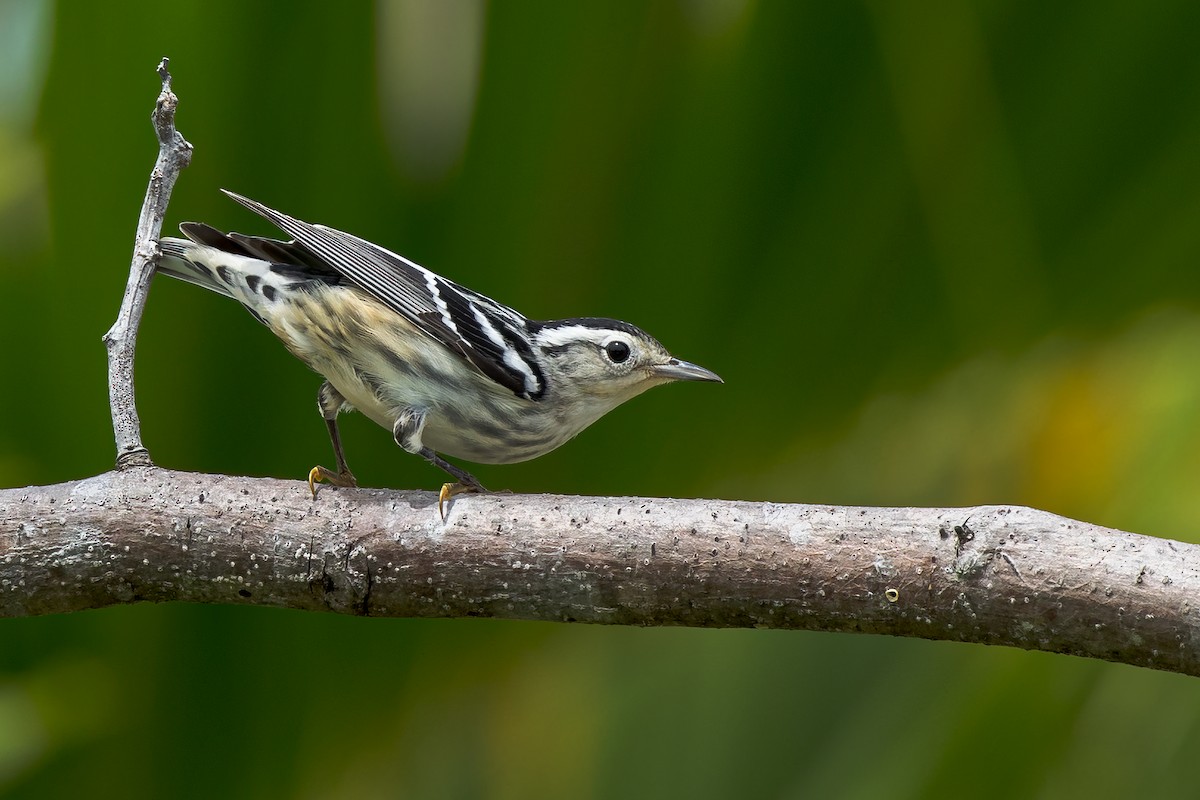 Black-and-white Warbler - ML601318011