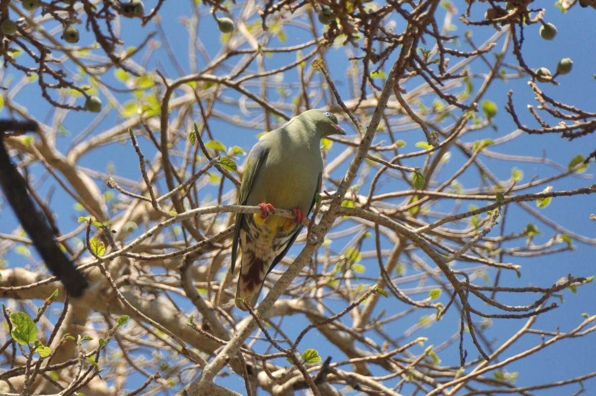 Африканский зелёный голубь - ML601319041