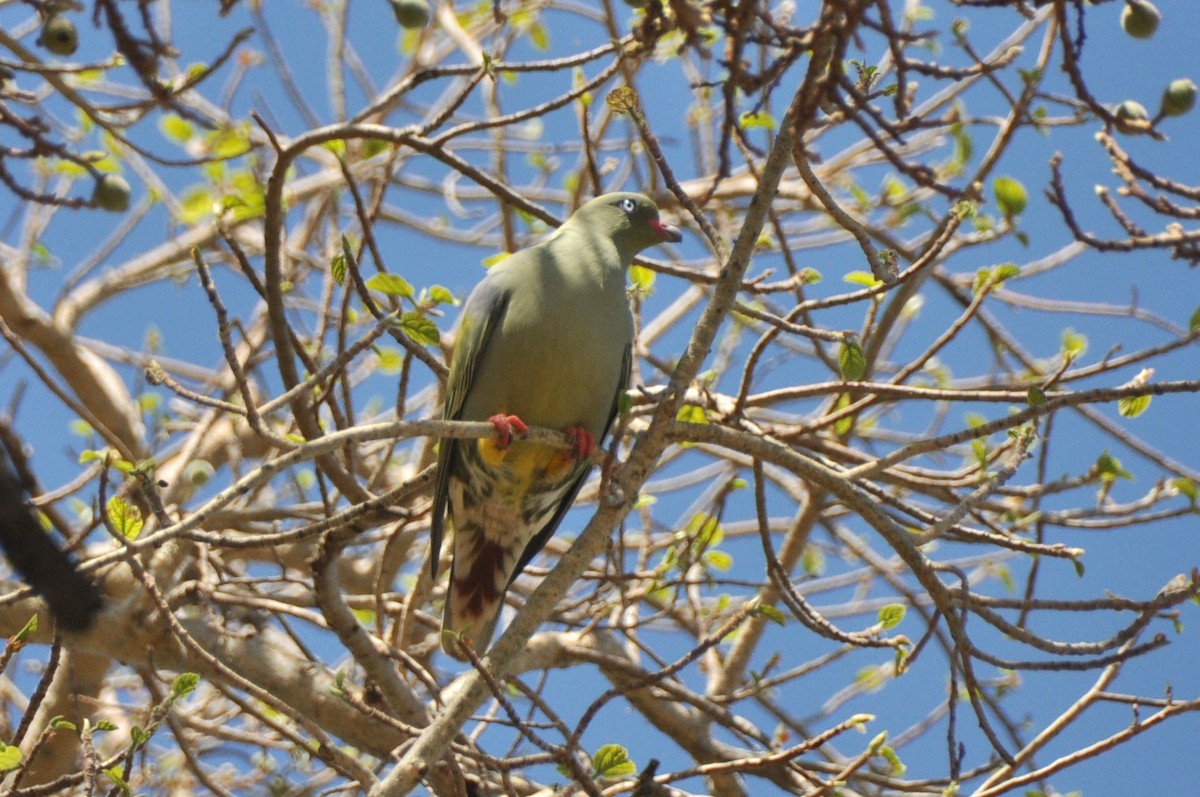 Африканский зелёный голубь - ML601319191