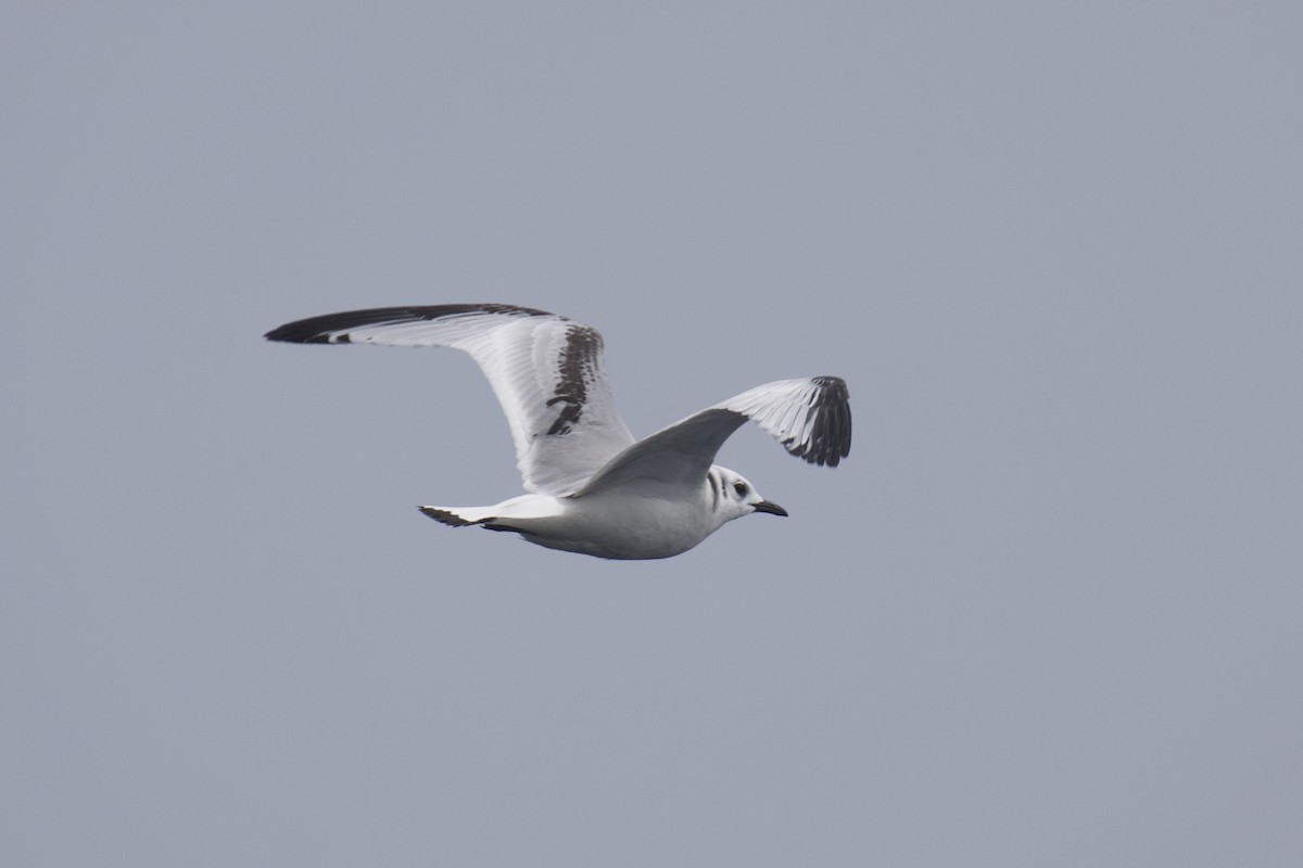 Mouette tridactyle - ML601320231