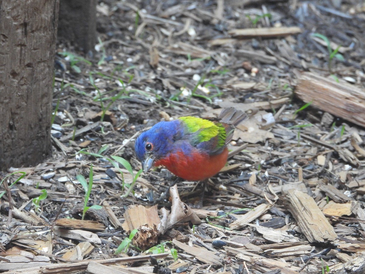 Painted Bunting - ML601321471