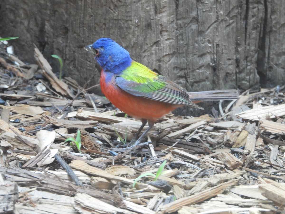 Painted Bunting - ML601321711