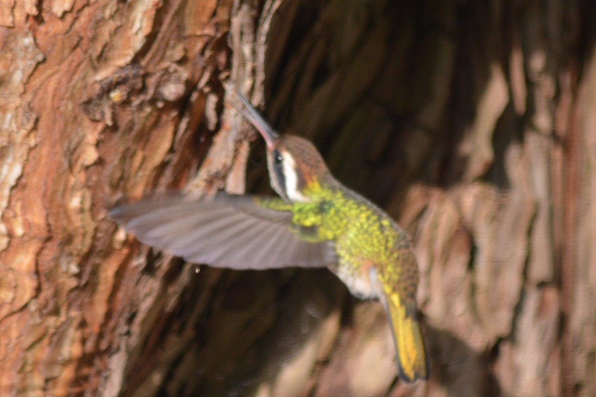 kolibřík bělouchý - ML60132331