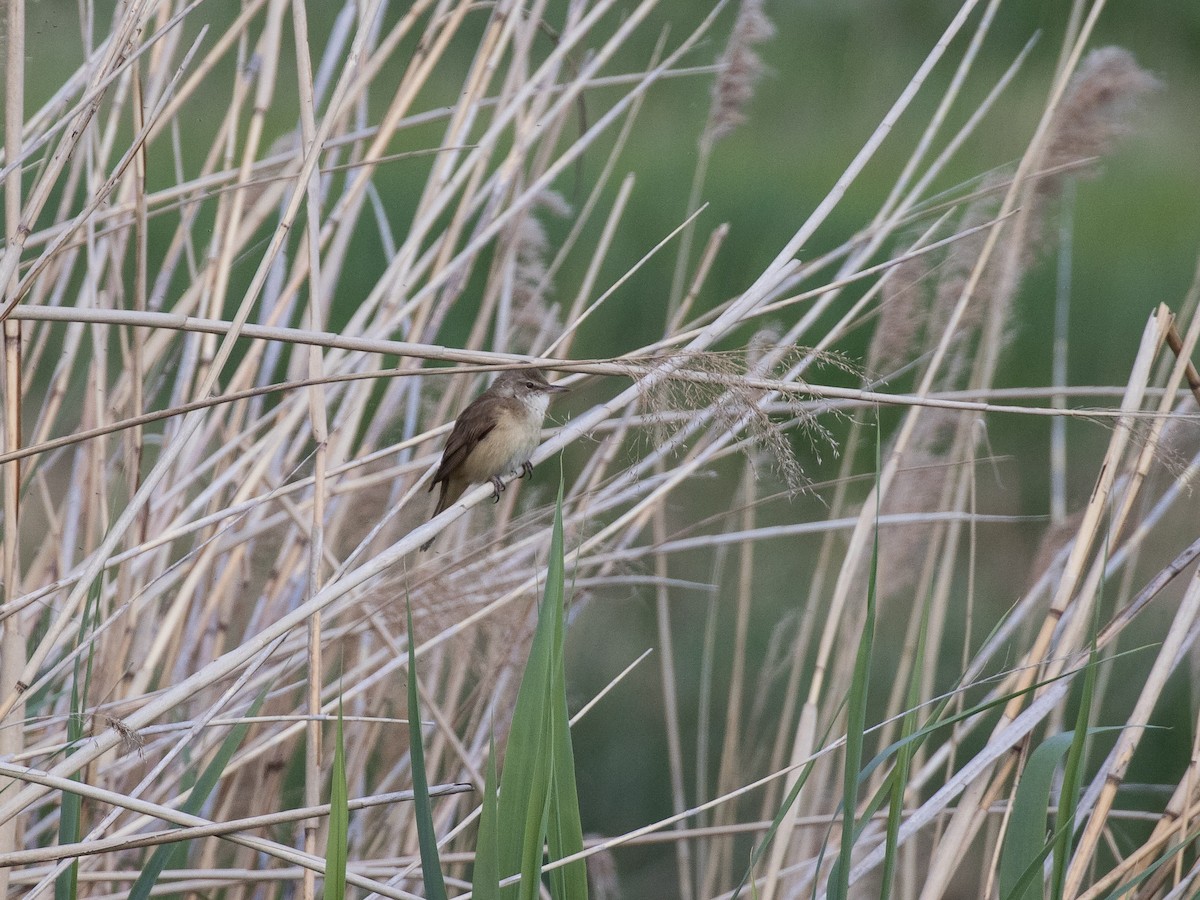 Great Reed Warbler - matthew sabatine