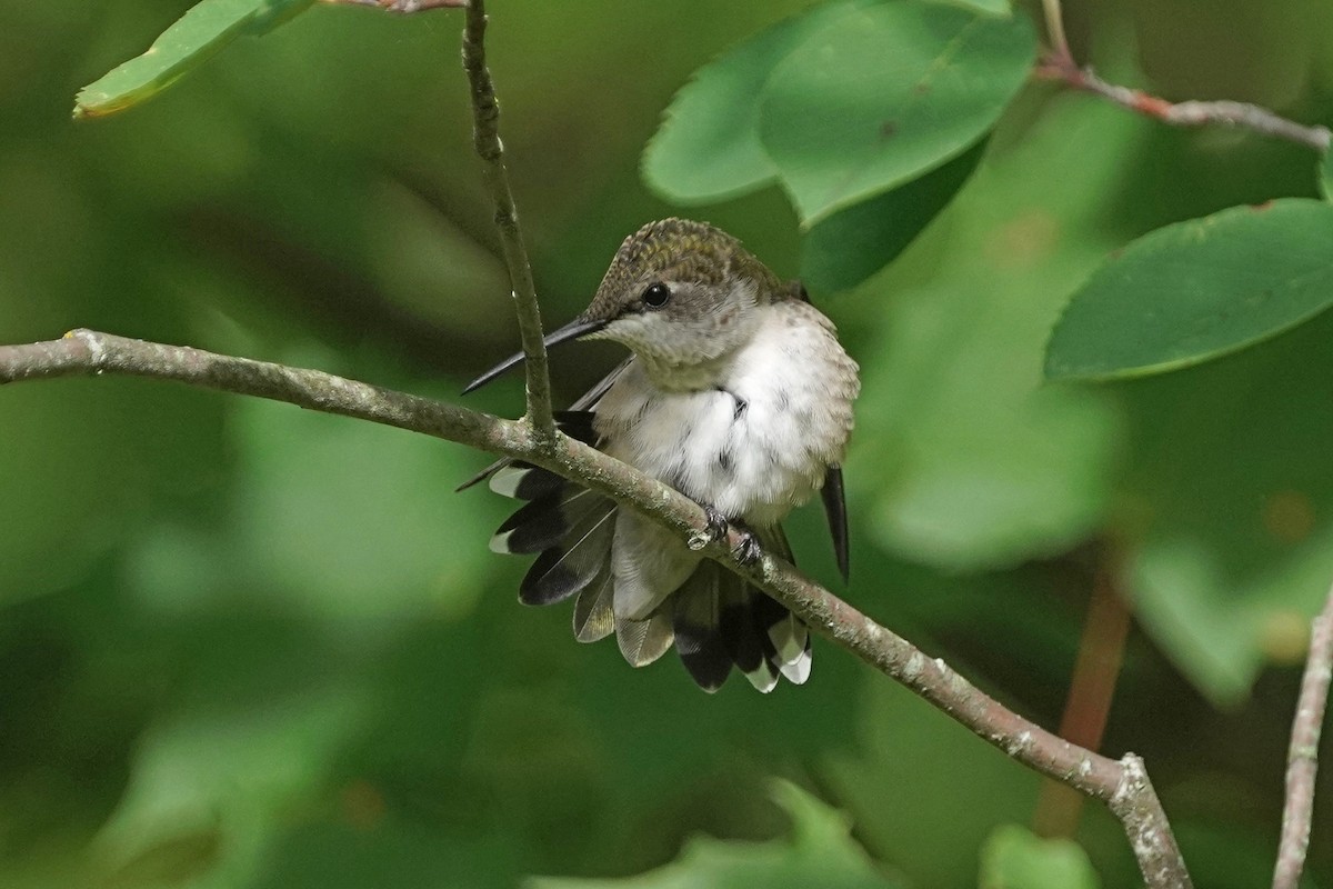 Ruby-throated Hummingbird - ML601324111