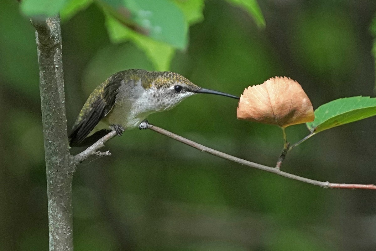 Ruby-throated Hummingbird - ML601325191