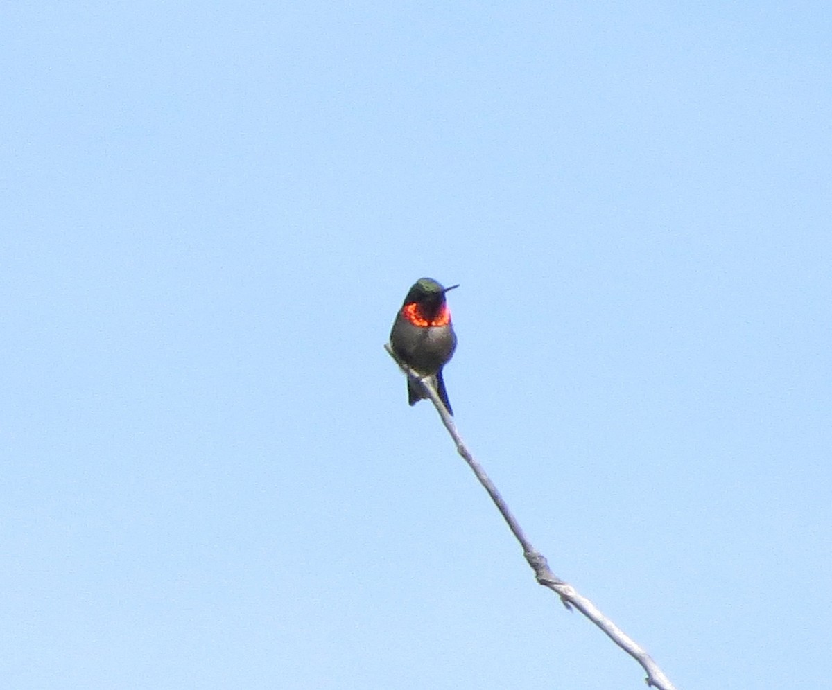Ruby-throated Hummingbird - Lorna Aynbinder