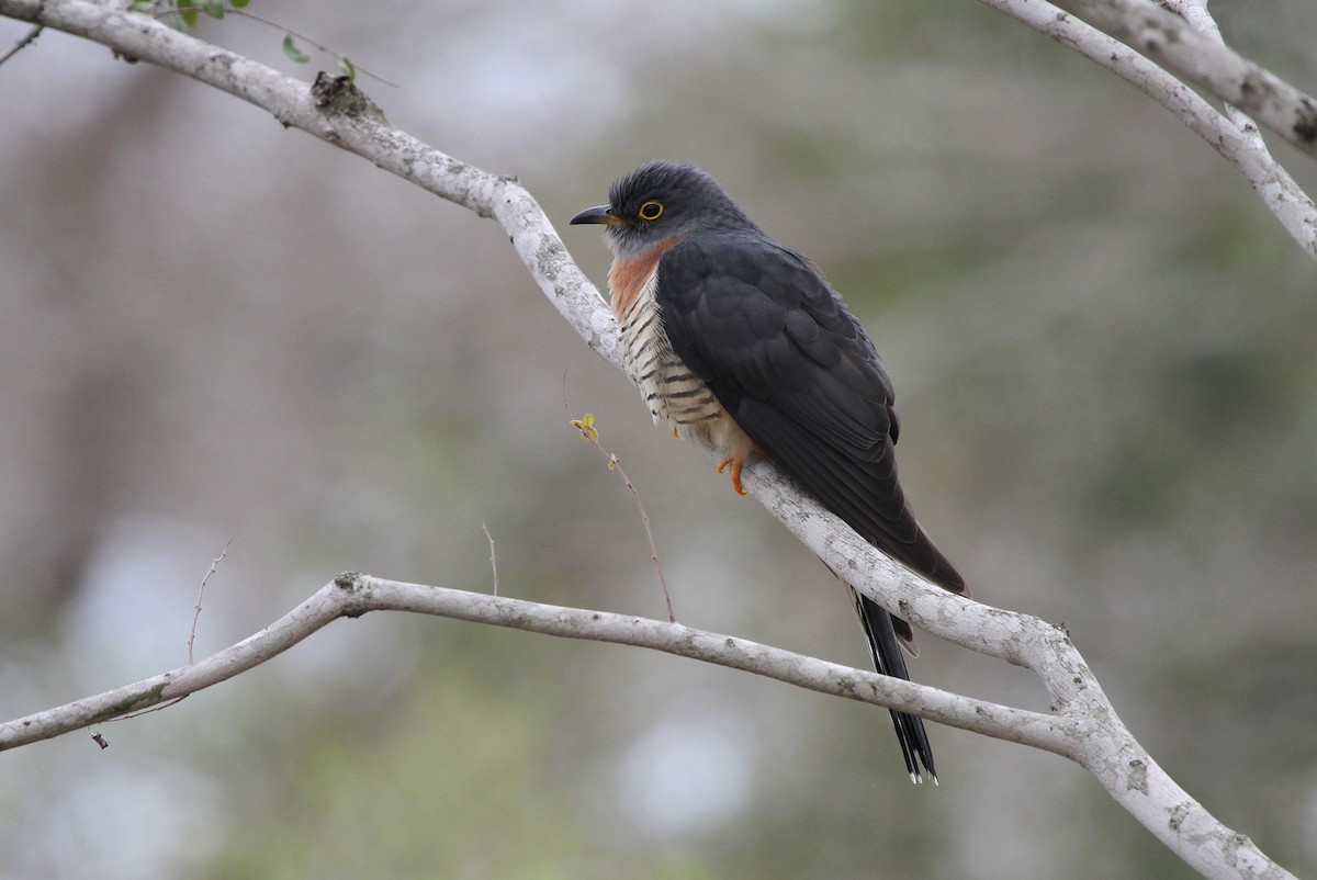 Red-chested Cuckoo - ML601329611